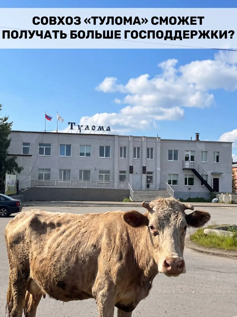 Правила субсидирования молочного животноводства расширены: теперь поддержку смогут получать хозяйства с долей государства или муниципалитета свыше 25%. Для Мурманской области это важно, но в самом совхозе «Тулома» сохраняется критическое положение.