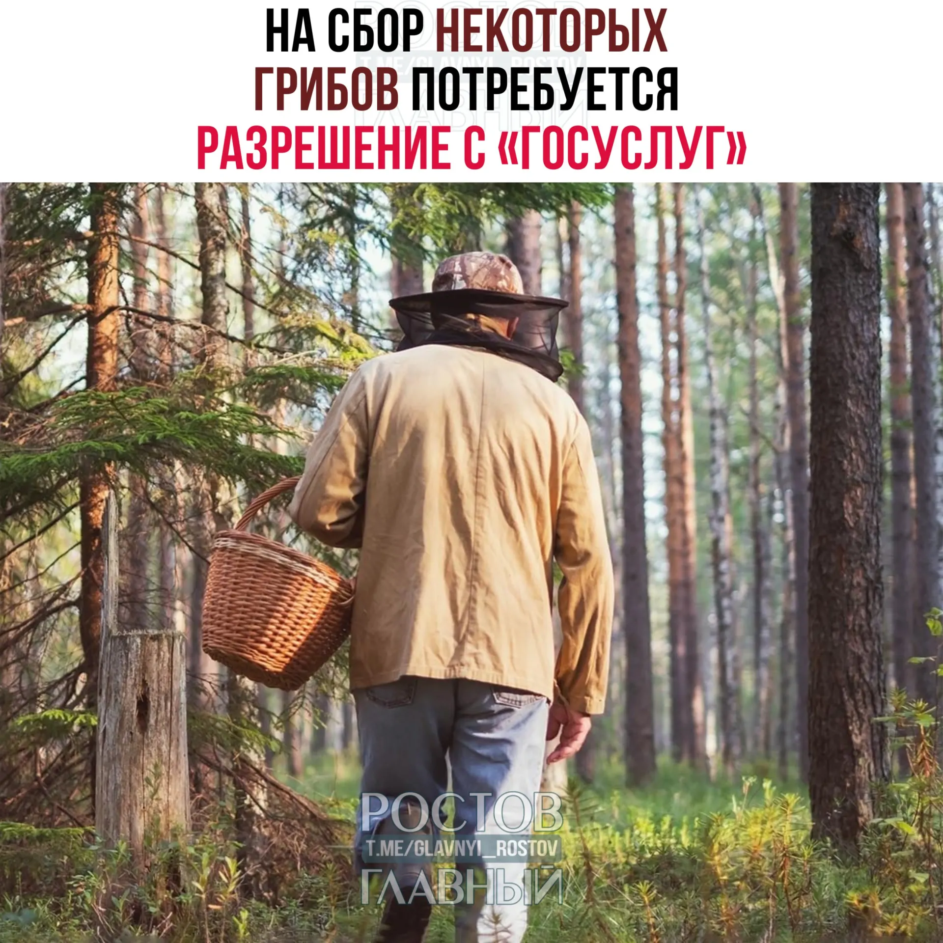 С 1 сентября 2027 года для сбора ряда редких грибов потребуется разрешение, оформляемое на портале «Госуслуги». Заявки будут рассматриваться 15 дней, а сбор краснокнижных видов без разрешения повлечёт уголовную ответственность.