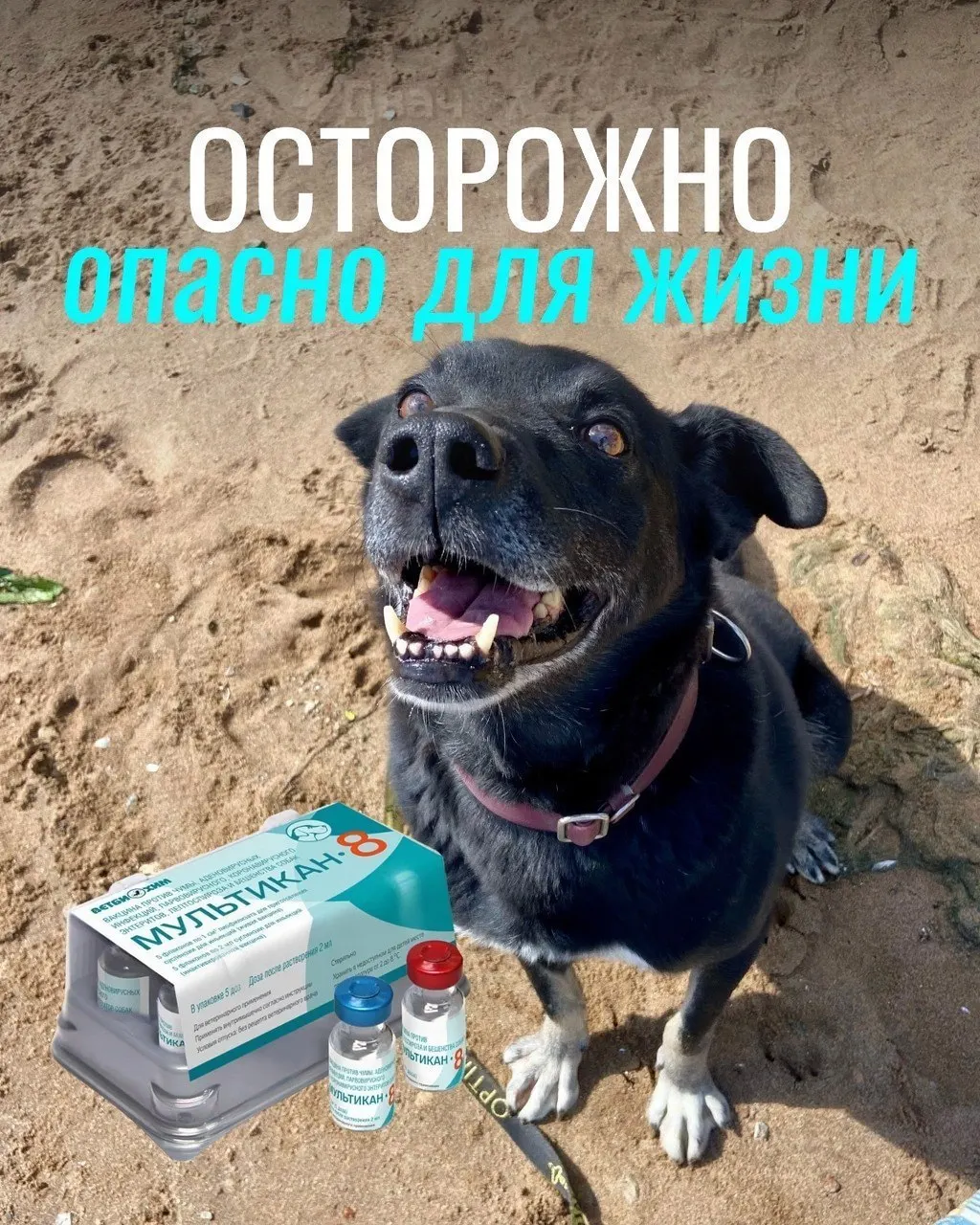 Владельцы животных сообщают о тяжёлых реакциях после вакцинации; часть собак погибла, проводится проверка партий вакцины.