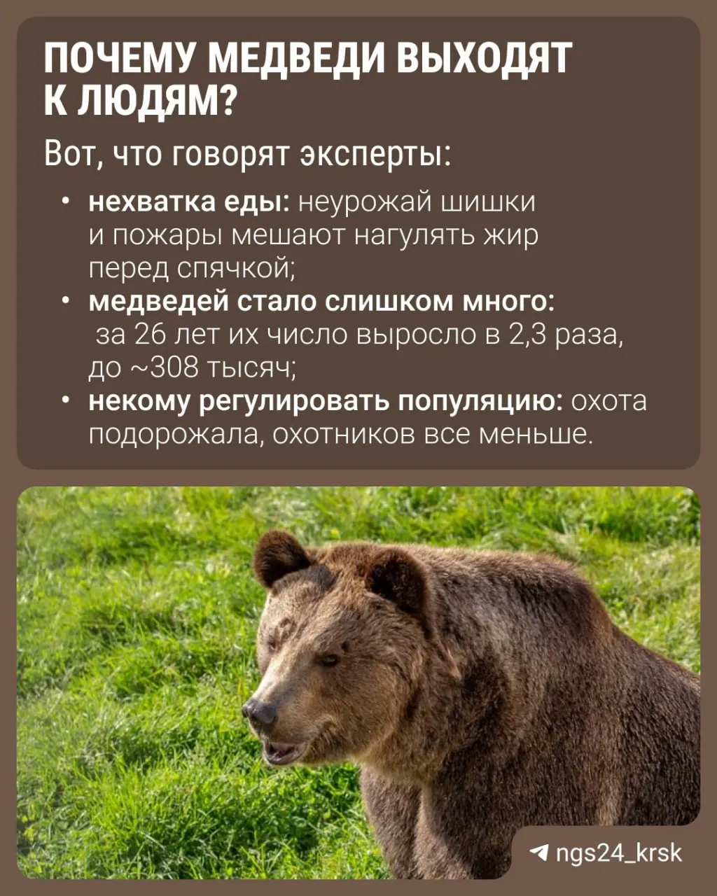 Косолапые всё чаще приближаются к населённым пунктам, фиксируются новые жертвы и ведётся отстрел зверей в регионах.